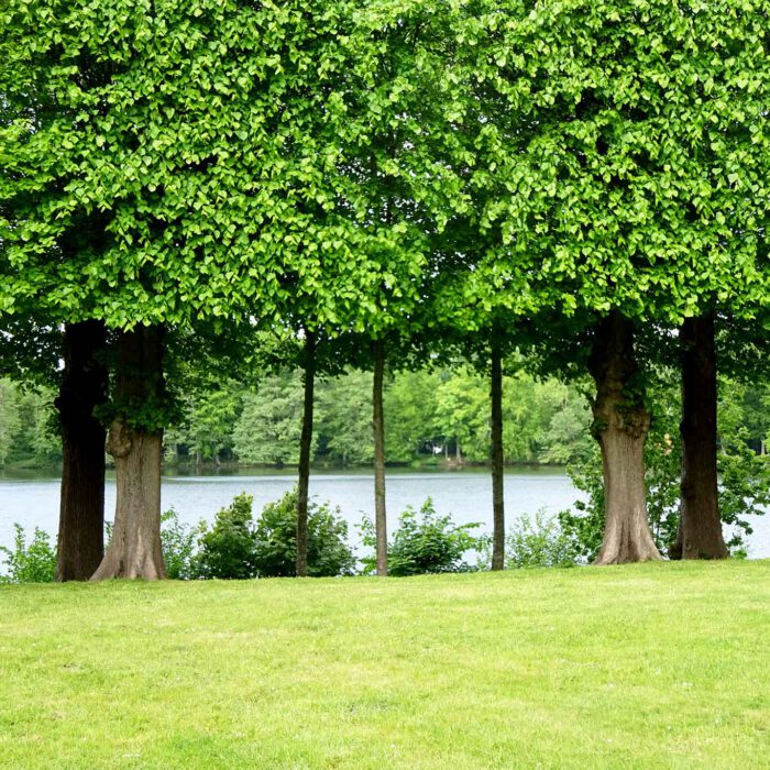 Linden sidn in erste Linde dekorative Bäume für Parks und Gartenanlagen und daneben Lieferatem für den guten heilsamen Lindenblütentee.
