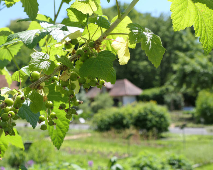 Unreife Früchte an Johnnisbeersträuchern im Klostergarten St. Marienstern in Panschwitz-Kuckau.