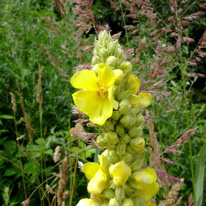 Kleinblütige Königskerzen (Verbascum thapsus) gehören auch zu den hustenlindernden Heilpflanzen wie ihre beiden grossen Schwestern.