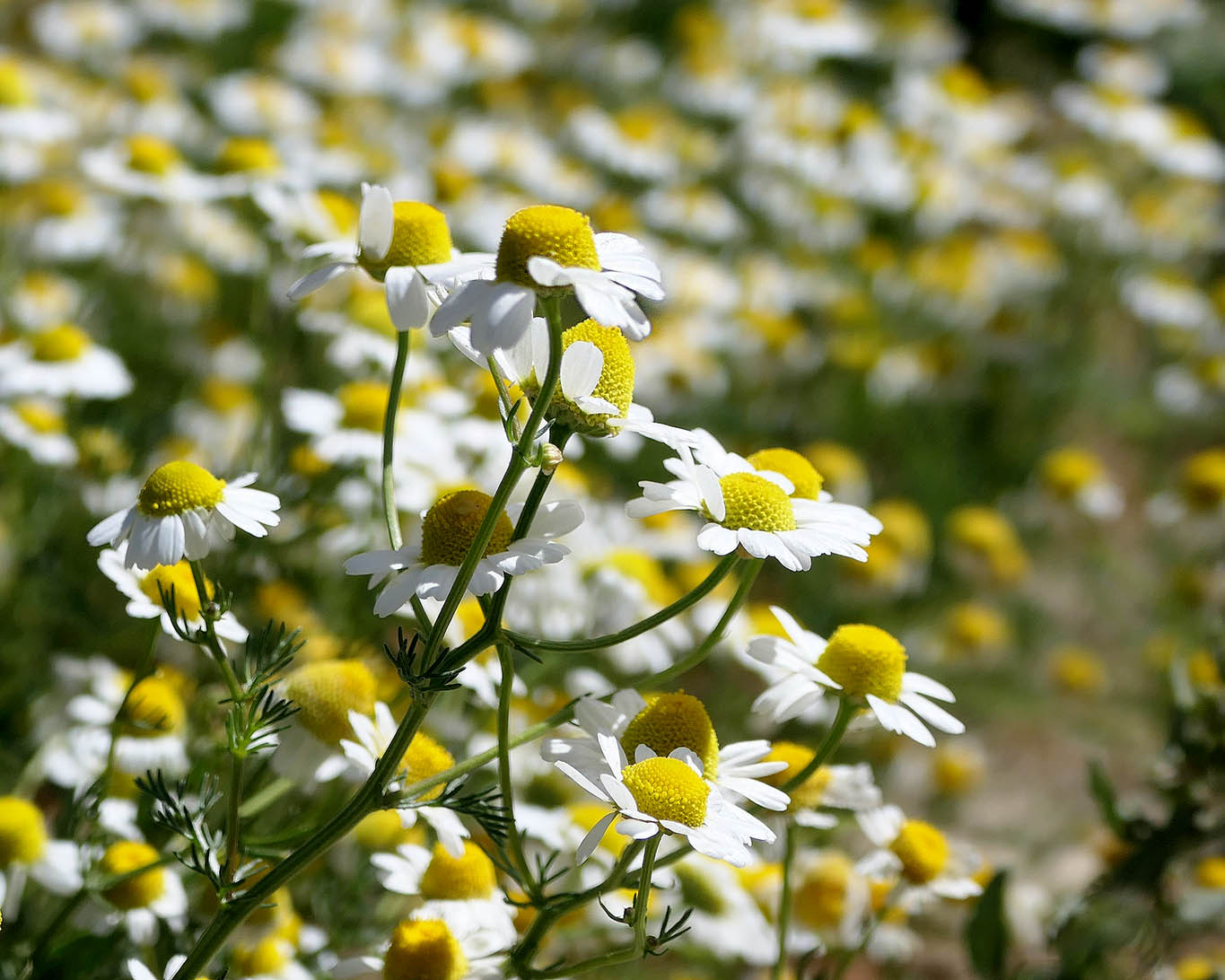 Flatternde Kamillenblüten wippen wie kleine Köpfchen lustig im warmen Sommerwind.