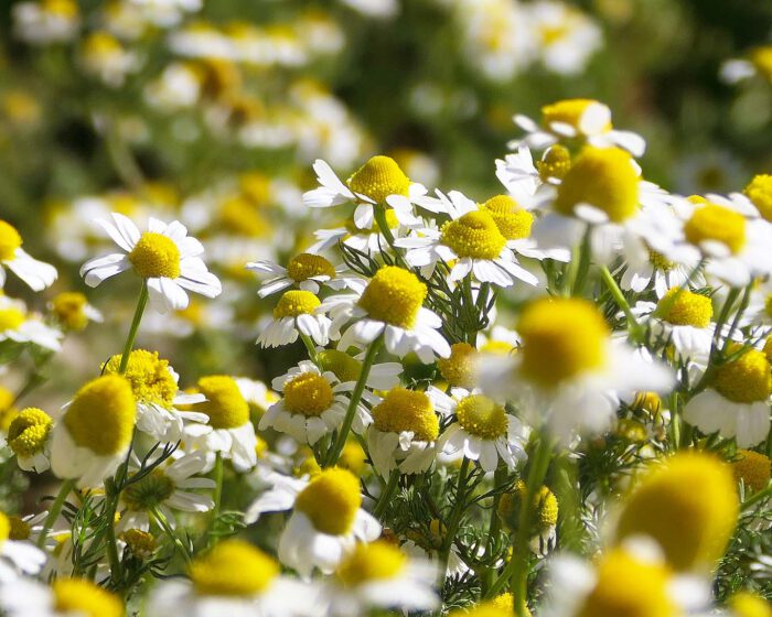 Kamillenblüten wiegen ihre Blütenköpfchen in der prallen Sonne.