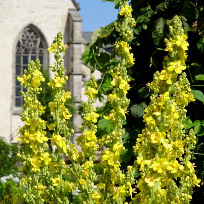 Kandelaber Königskerze (Verbascum densiphlorum) in den Gärten der Abtei Marienstatt.