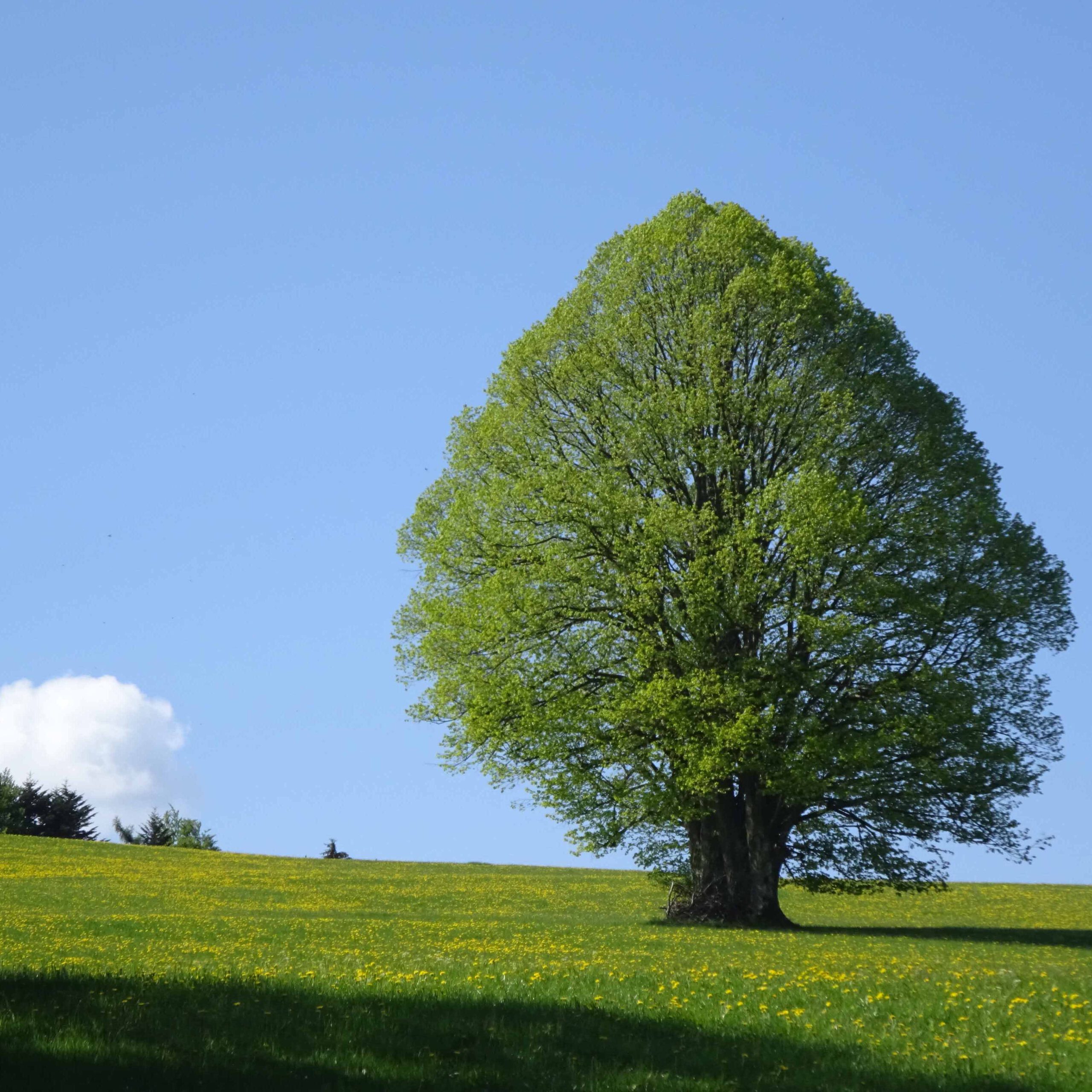 Herzförmige Linde auf dem Weg nach Mariazell. Drei Stämme bilden diesen wunderschönen Baum.