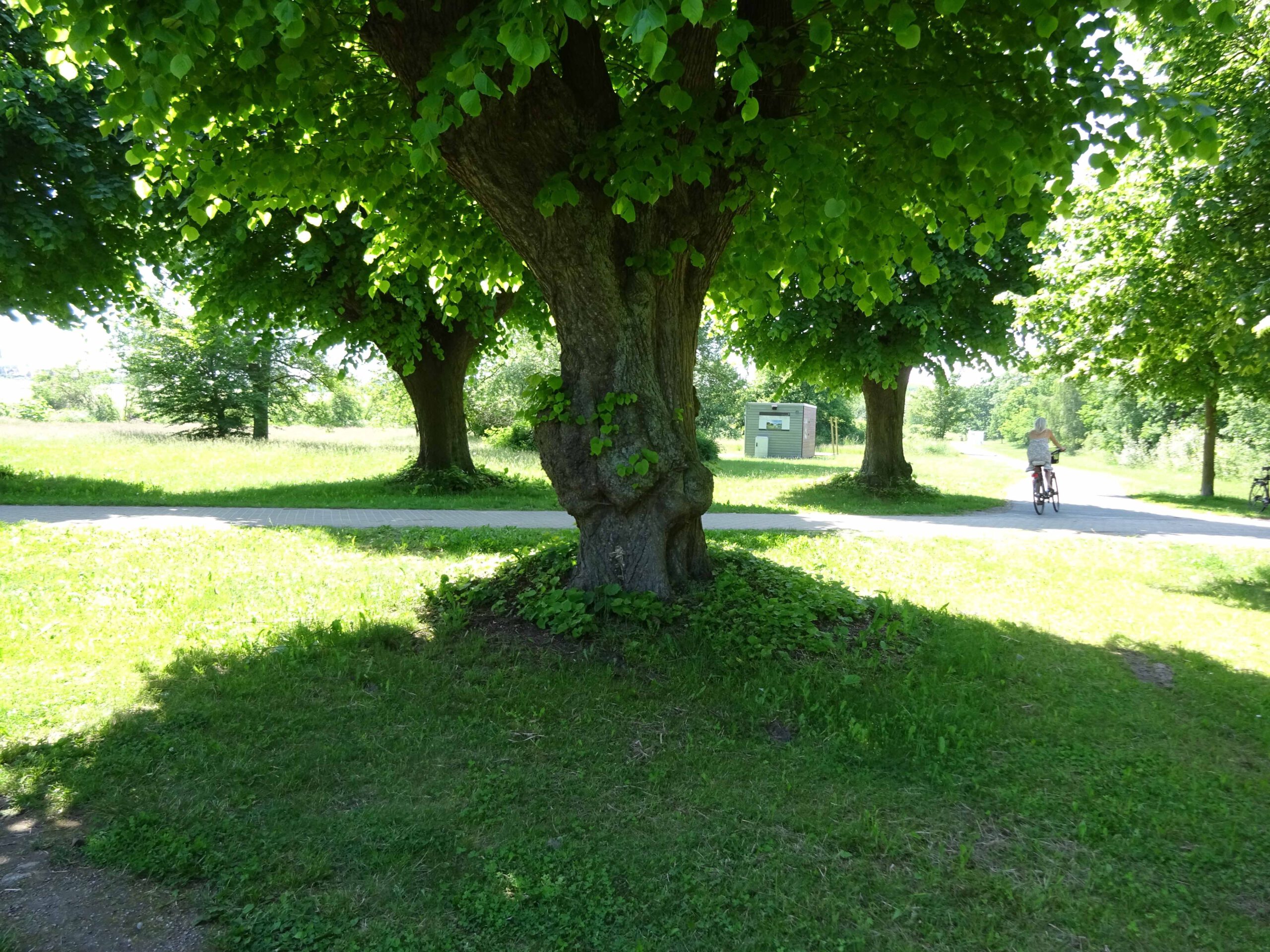 LIndenbäume im Schlosspark Kalkhorst in Mecklenburg.