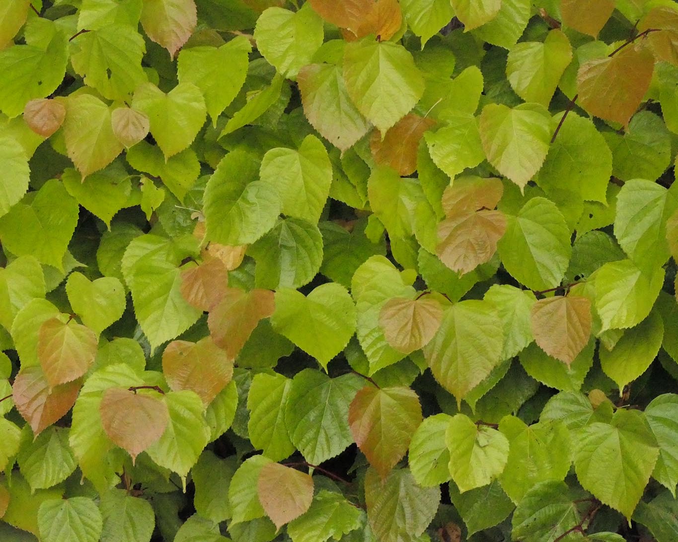 Herzförmige Lindenblätter im Frühling an einer Hecke