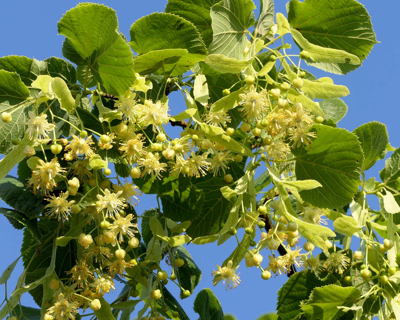 Sommerlinden blühen rund zwei Wochen vor den Winterlinden. Ihre Blätter sind rundlicher und heller im Grün.