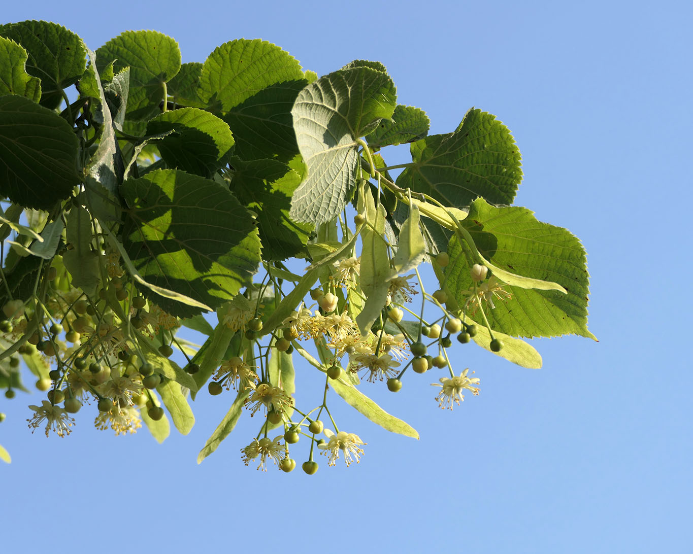 Lindenblüten am Zweig einer Winterlinde im leuchtenden Blau eines sommerlichen Morgenhimmels.