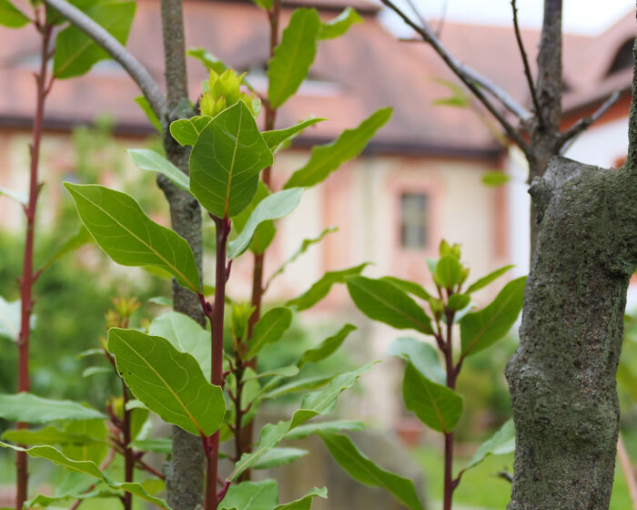 Lorbeerbüsche sollen im Bibelgarten des Klosters St. Marienthal biblische Geschichten erzählen.