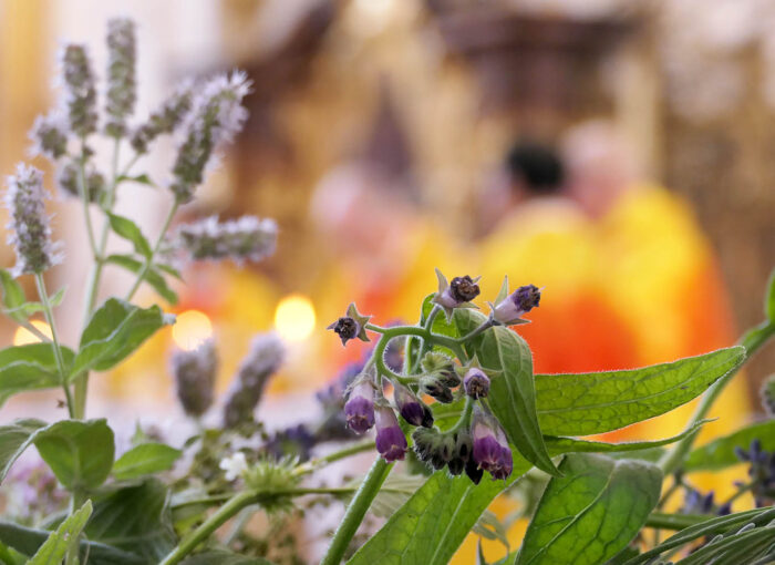 Kräuterweihe zu Maria Himmelfahrt in der Klosterkirche zu Stams. Lungenkraut im Kräuterbuschen.