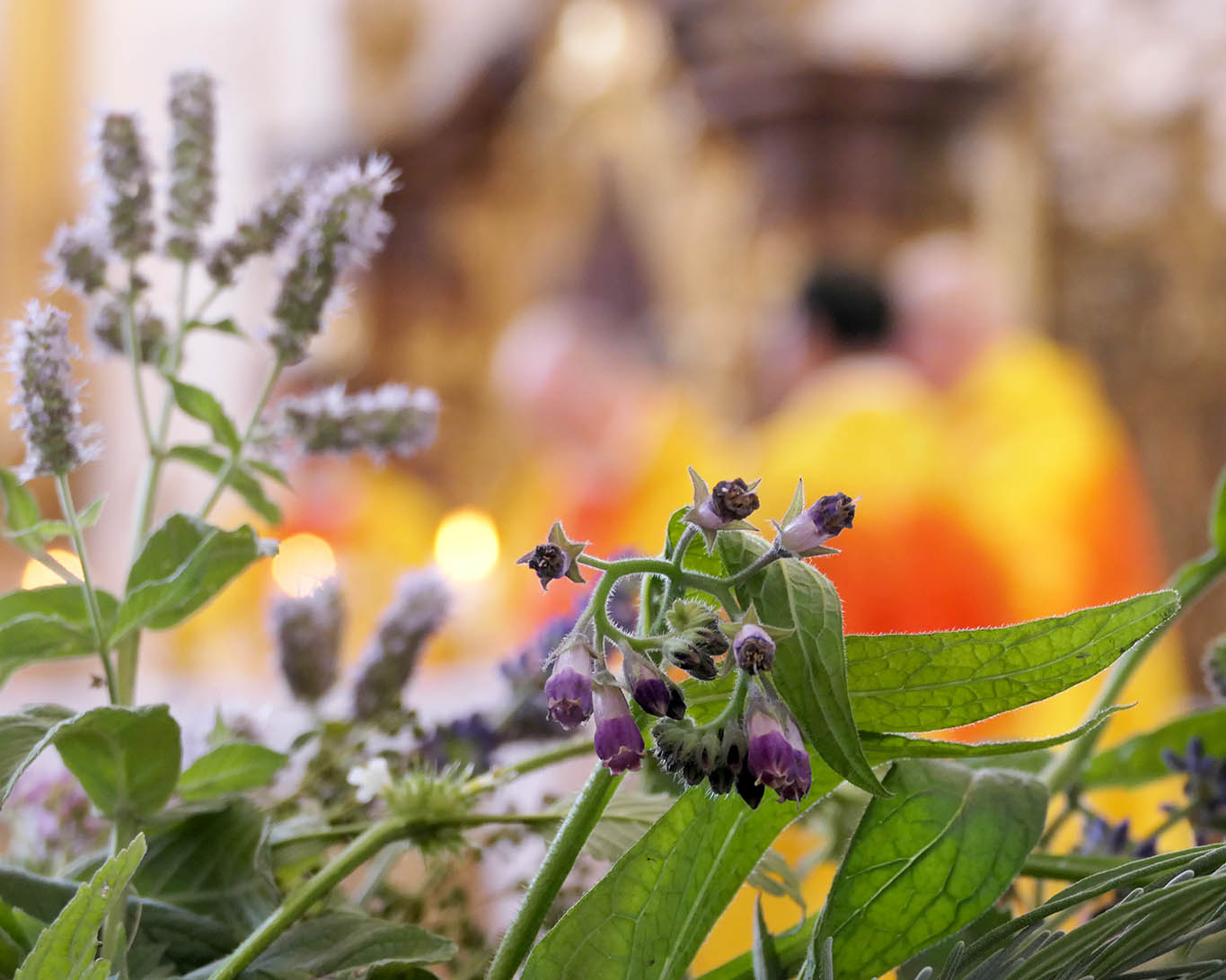 Kräuterweihe zu Maria Himmelfahrt in der Klosterkirche zu Stams. Lungenkraut im Kräuterbuschen.