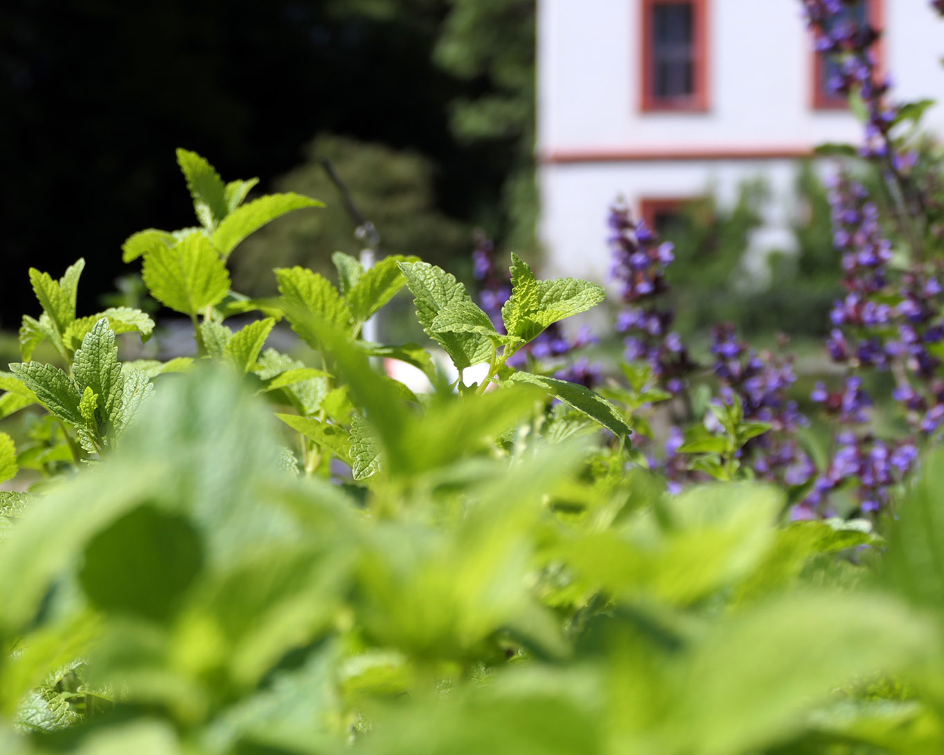 Melisse darf in keinem Apothekergarten fehlen. Sie ist eine der beliebtesten Heilpflanzen im Klostergarten St. Marienstern in Panschwitz Kuckau der sächsischen Oberlausitz.
