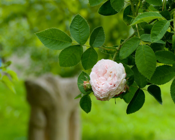 Rosen dürfen in keinem Klostergarten fehlen. Sie sind die Blumen Mariens.