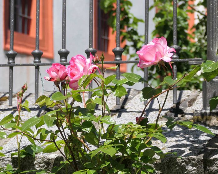 Rosen die Blume Mariens im Klostergarten bei den Zisterzienserinnen St. Marienstern