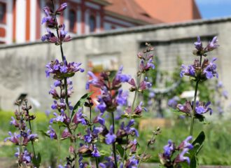 Die Arzneipflanze des Jahres: blühender Salbei Im Klostergarten von St. Marienstern.