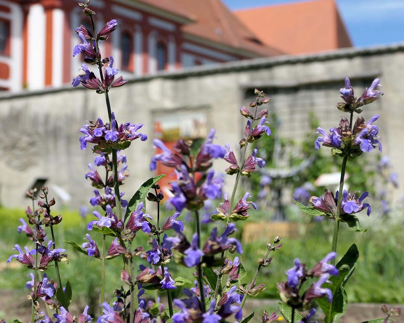 Die Arzneipflanze des Jahres: blühender Salbei Im Klostergarten von St. Marienstern.