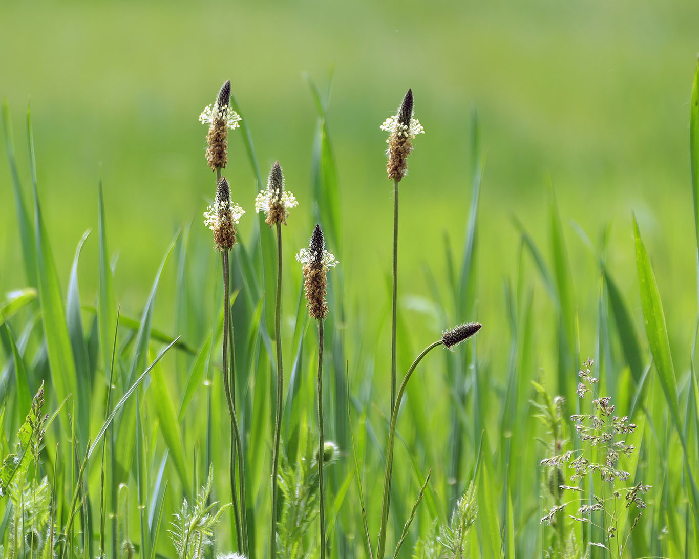 Spitzwegerich blühend am Feldrand mit seinen typischen spitzen Blattformen und den unverkennbaren Blütenständen.
