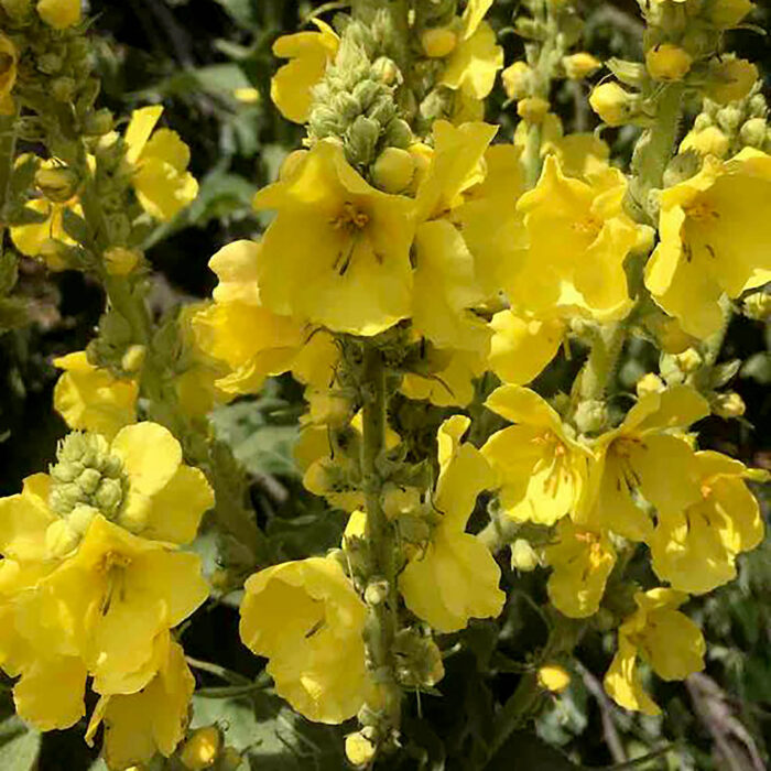 Nicht klein aber Gemein ist das Verbascum thapsus oder auch die Gemeine Königskerze oder Wollblume genannt.