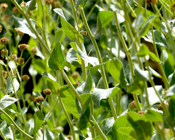 Das wichtigste Unterscheidungsmerkmal  des Balsamkrauts sind seine Blätter, die beim Reiben kampfeartig riechen. Ein weiterer Name des Balsamkrautes ist Marienblatt.