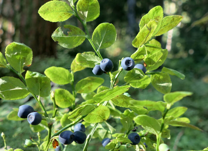 Sowohl getrocknete Heidelbeeren als auch die frischen Früchte haben heilsame Wirkung nicht nur bei Bauchbeschwerden.