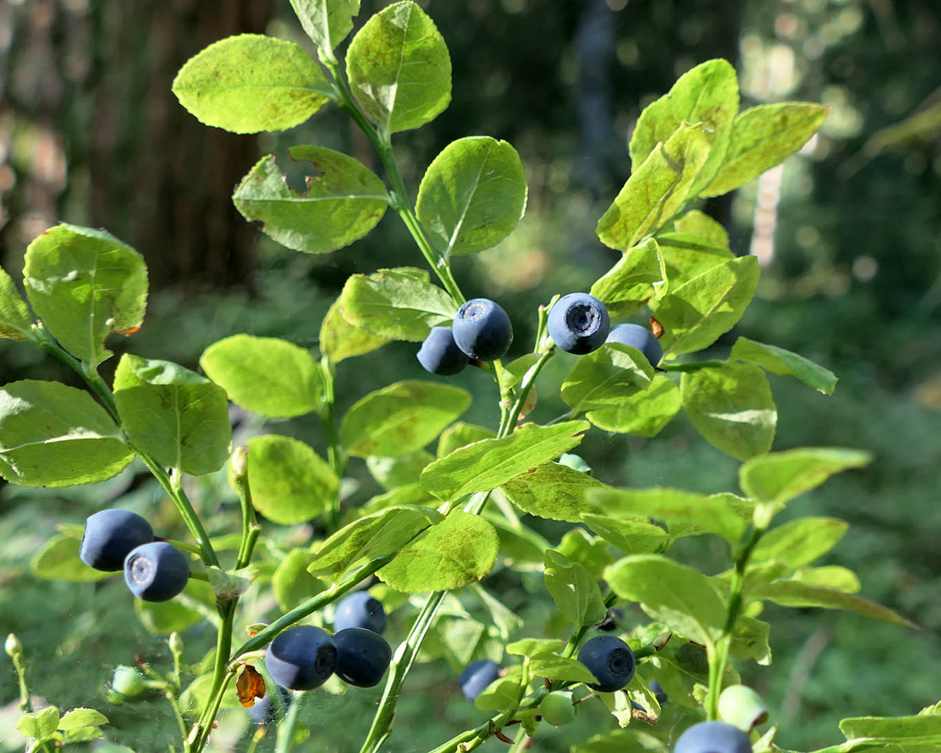 Sowohl getrocknete Heidelbeeren als auch die frischen Früchte haben heilsame Wirkung nicht nur bei Bauchbeschwerden.