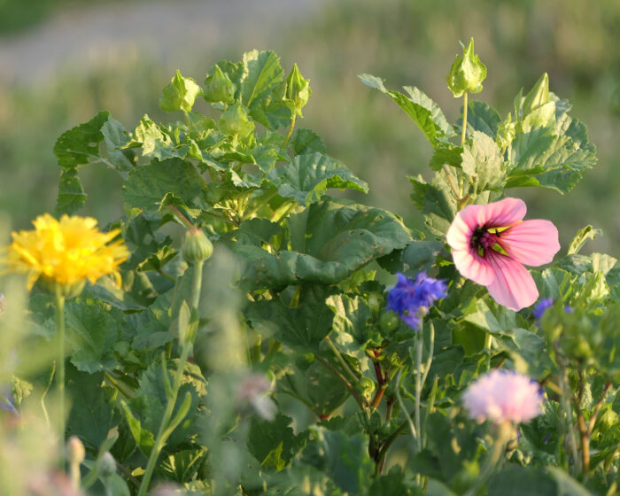 Malven und Ringelblumen blühen in wilder Mischung im Klostergarten.