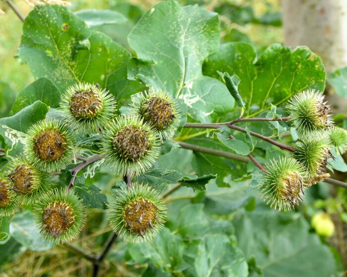 Die Grosse Klette (Arctium lappa)hat ein rauhes Äusseres und wird oft als Unkraut angesehen.