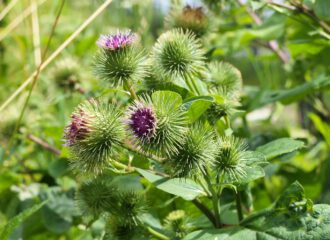 Die Wurzeln der Grossen Klette (Arctium Lappa) haben heilende Kräfte. Sie können bei der Linderung von Hautleiden, Magen-,Darmbeschwerden oder diuretischen Problemen hilfreich sein.