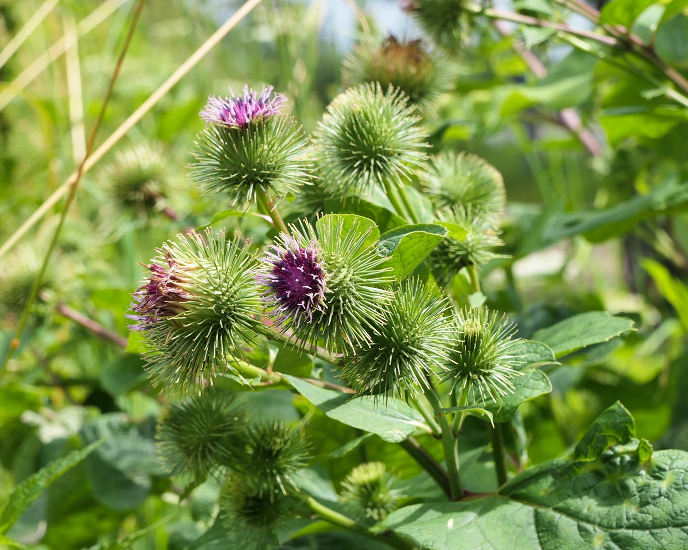 Die Wurzeln der Grossen Klette (Arctium Lappa) haben heilende Kräfte. Sie können bei der Linderung von Hautleiden, Magen-,Darmbeschwerden oder diuretischen Problemen hilfreich sein.