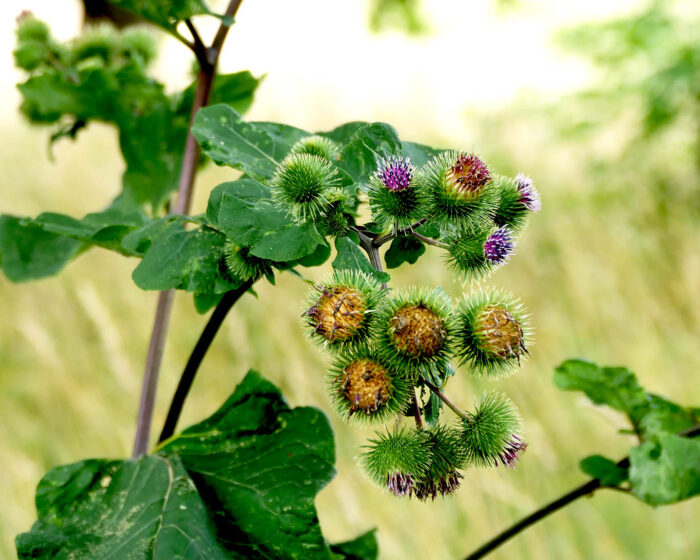 Kratzige Köpfe am hohen Kraut haben der Grossen Klette (Arctium lappa) auch den Namen Dollenkraut eingebracht.