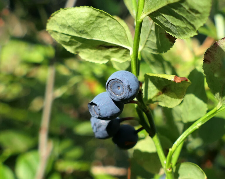 Wilde Heidelbeeren sind zwar schwieriger zu sammeln als ihre kultivierten Kolleginnen, aber dafür sind sie um einiges leckerer.