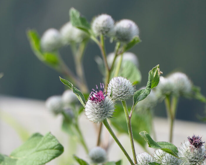 Filzkletten (Arctium tometosum) gehören zu den kleinen Schwestern der Grossen Klette (Arctium lappa).