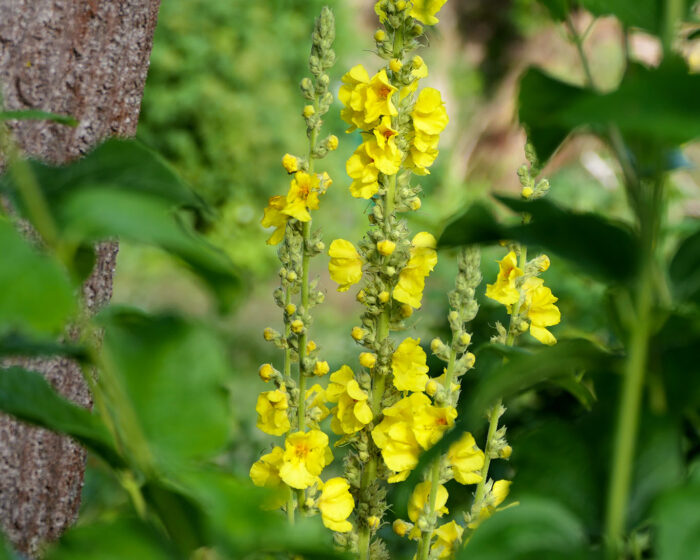 Gemeine Königskerzen (Verbascum phlomoides) im Garten des Klosters Marienborn