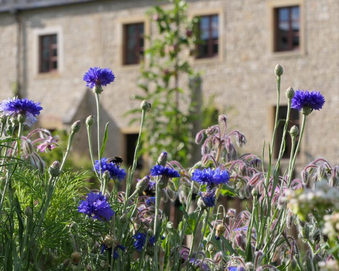 Kornblumenblau ist der Himmel , wenn er voller Geigen ist.