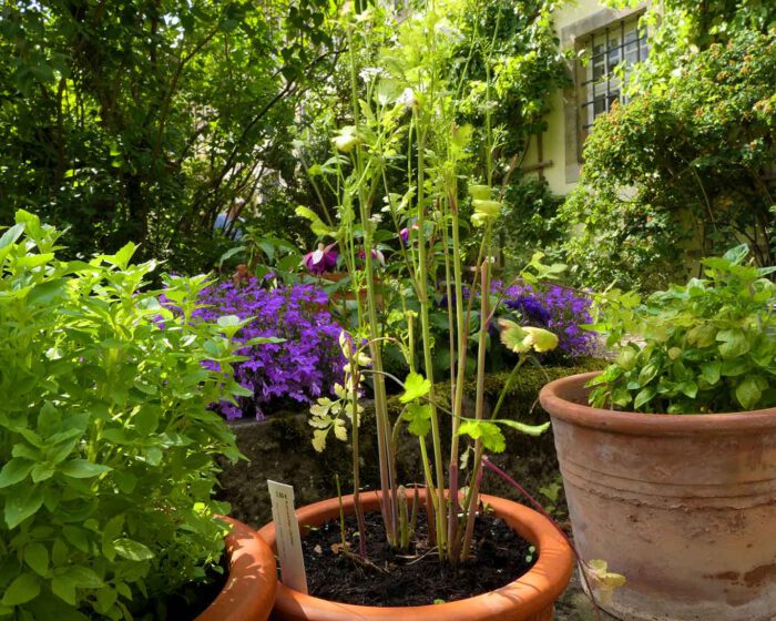 Kleine Kräuterecke im Klostergarten Wülfinghausen.