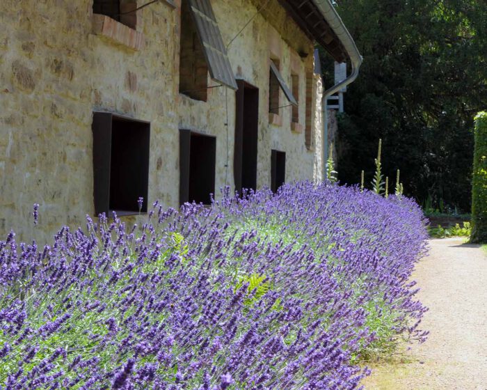 Fast südländisches Flair verbreitet der Lavendel im norddeutschen Klostergarten.