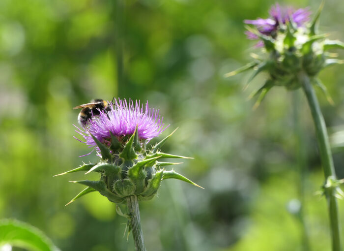 Hummeln lieben die rosafarbenen Sessel der blühenden Mariendistel für eine ausgiebige Nahrungsaufnahme.