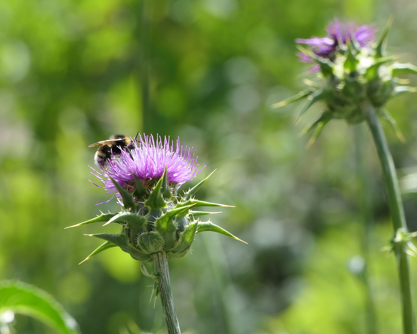 Hummeln lieben die rosafarbenen Sessel der blühenden Mariendistel für eine ausgiebige Nahrungsaufnahme.