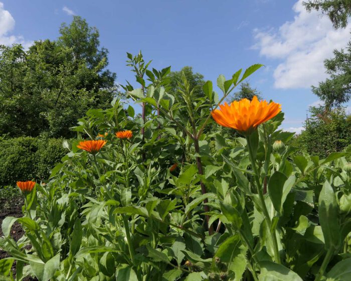 Ringelblumen im Beet des Klostergartens zu Wülfinghausen.