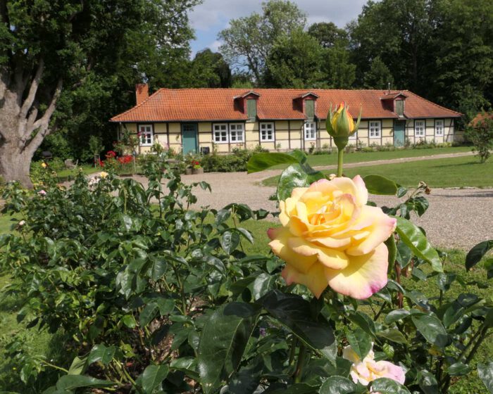 Die Kombination aus Fachwerk, roten Ziegeldächern und Rosen bilden ein harmonisches Bild.