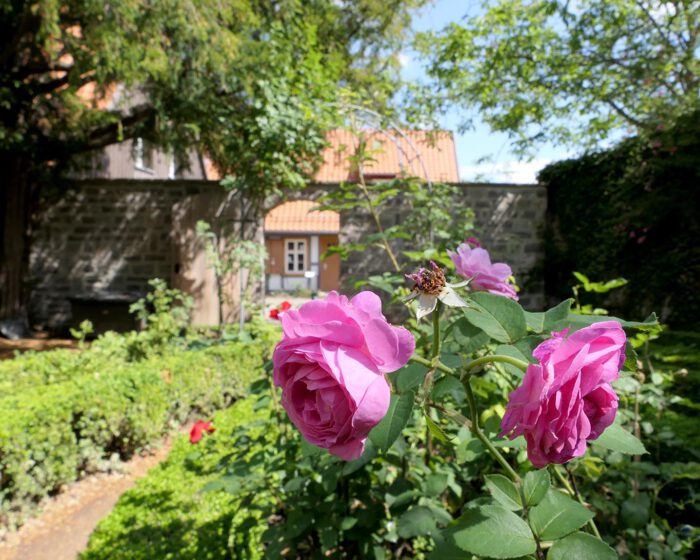 Ein Rosengarten gehört zu jedem Kloster obligatorisch dazu. Rosen sind Mariens Blumen.