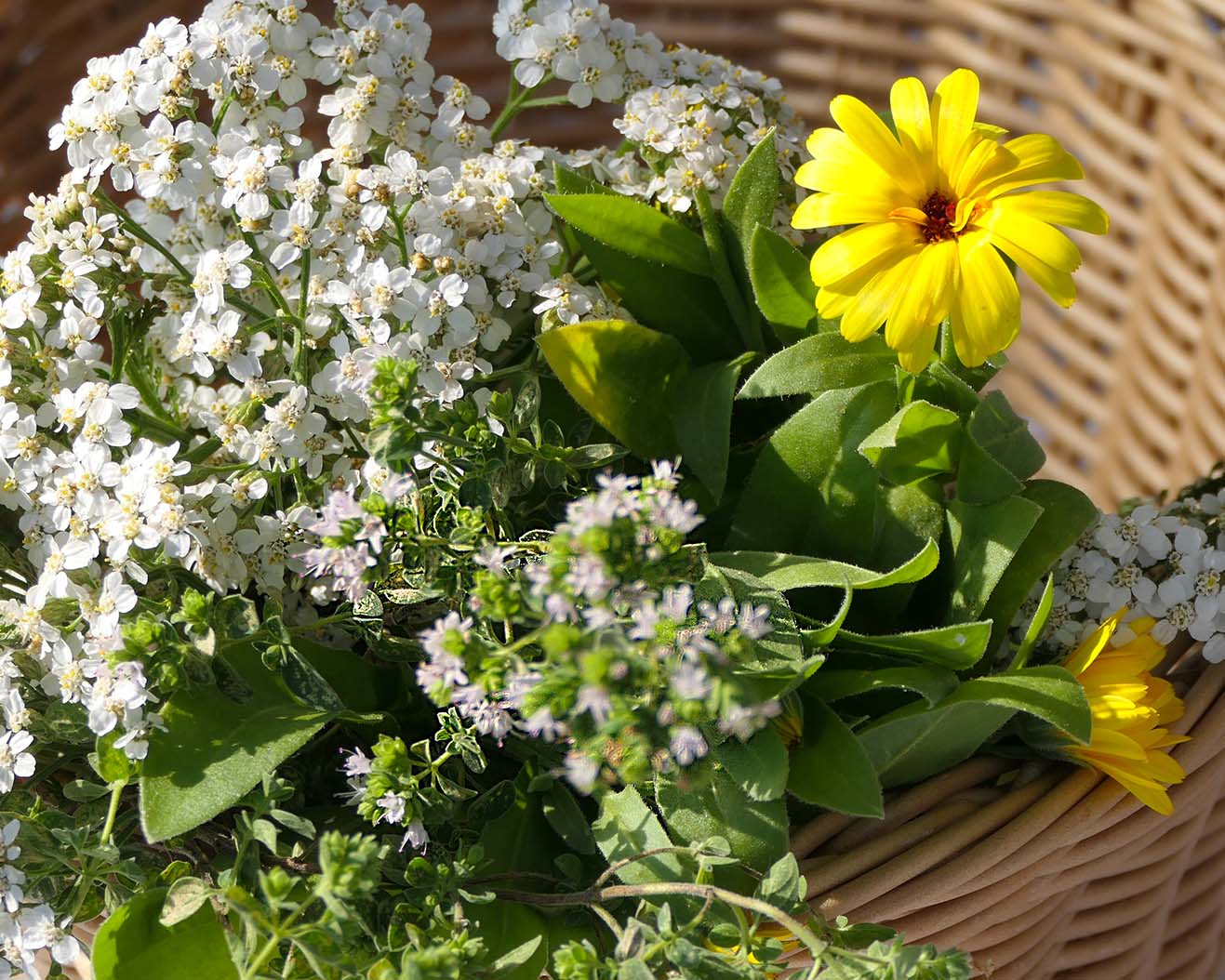 Kräutersammelkorb für den Monat August mit Ringelblumen, Thymian und Schafgarbe.