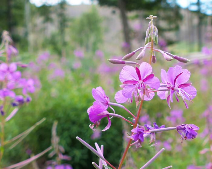 Schmalblättrige Weidenröschen (Epilobium angustifolium) lassen mit ihren rosafarbenen Blüten ganze Wiesen und Waldlichtungen an Hochsommertagen Rosa schimmern.