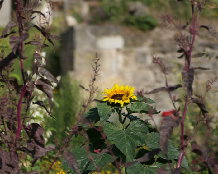 Der Sonne entgegen strecken die Sonnenblumen ihre Köpfe im Klostergarten von Huysburg.