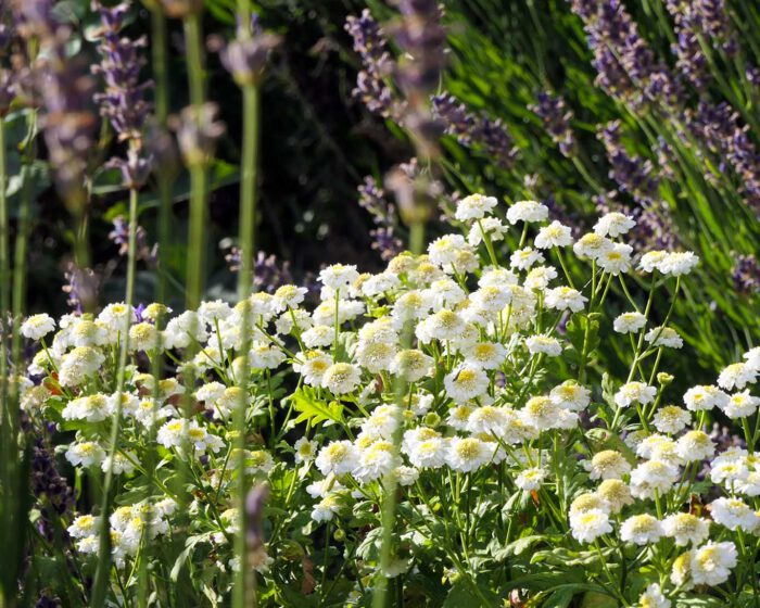 tanacetum parthenium (l.) sch.bip. mutterkraut feverfew gefülltes mutterkraut huysburg