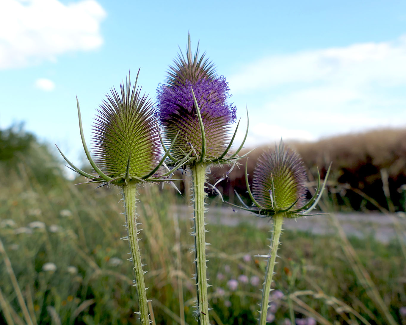 Blühende Wilde Karde am Wegesrand am Huys