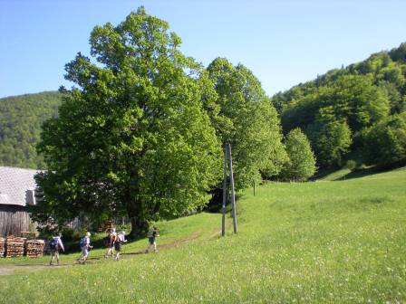 Linden am Weg nach Mariazell.