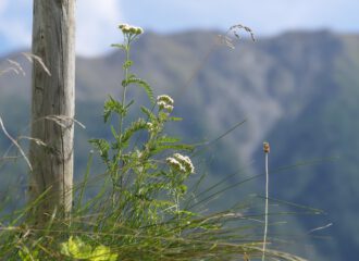 Achillea millefolium ist der lateinische Name für die krampflösende Frauenheilerin die Schafgarbe.