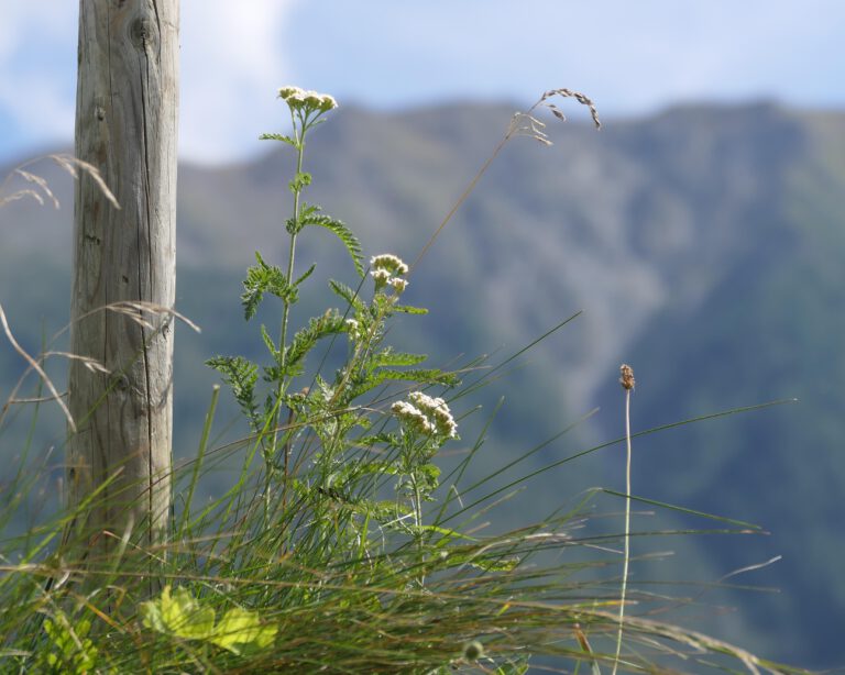 Achillea millefolium ist der lateinische Name für die krampflösende Frauenheilerin die Schafgarbe.