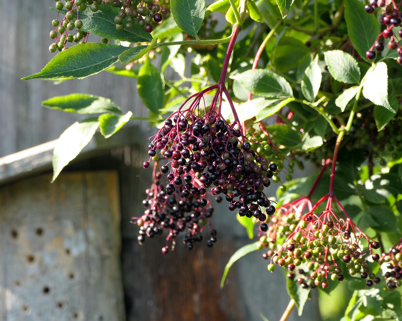 holunderbeeren schwarz am strauch benediktbeuern
