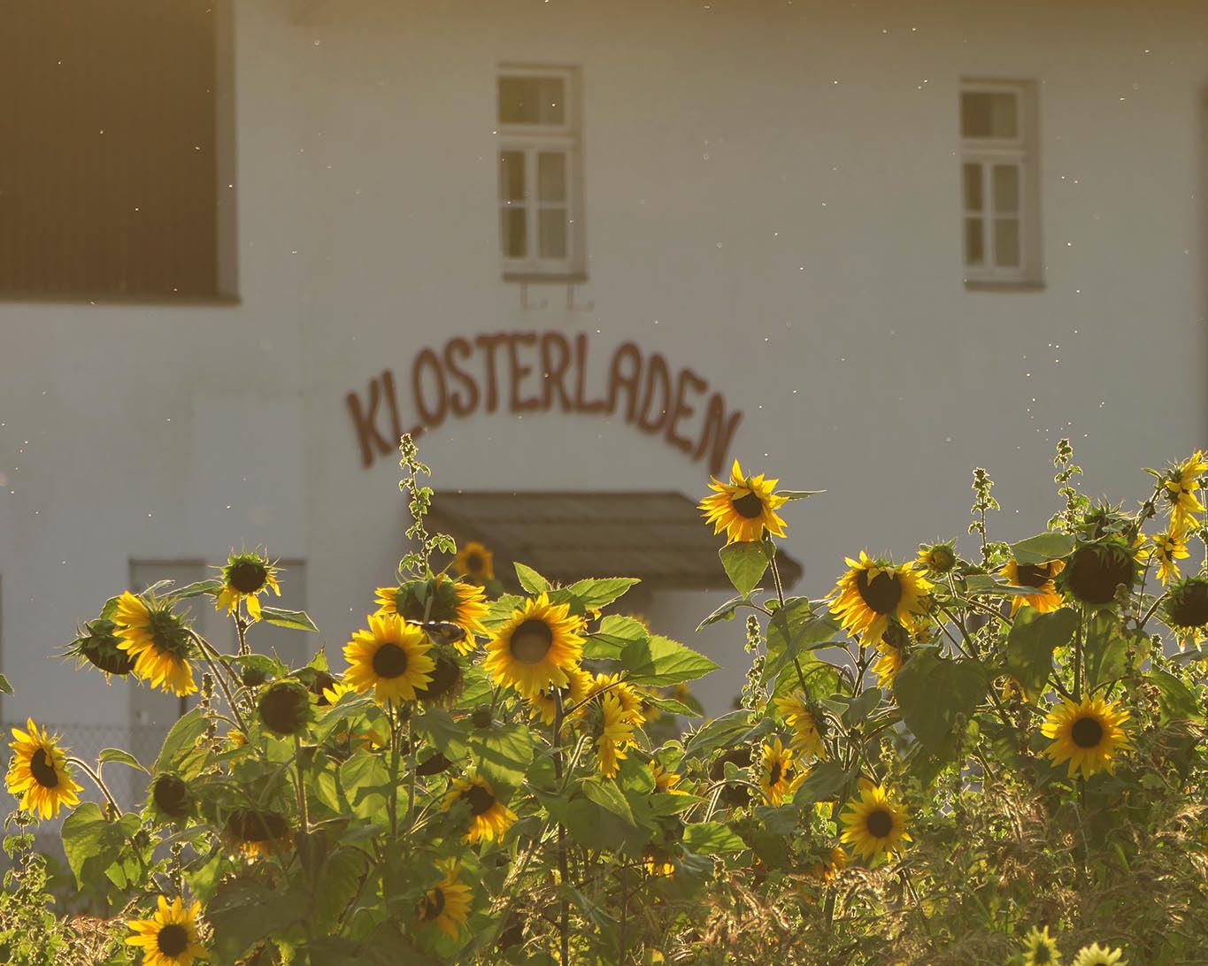 Klosterladen Wernberg geschmückt mit Sonnenblumen im Abendlicht.